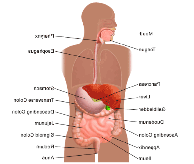 Organs involved in the digestive system anatomy