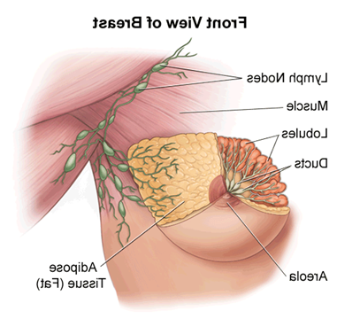 illustration of the anatomy of the female breast, front view