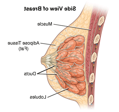 Illustration of the anatomy of the female breast, side view
