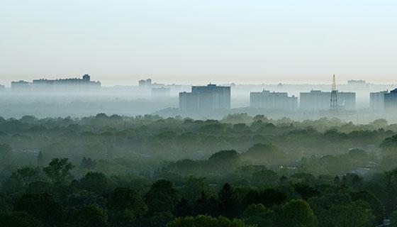 雾笼罩着树林和城市